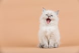 Getty - happy exclaiming cat