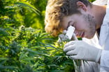 cannabis worker examines cannabis plant with scope