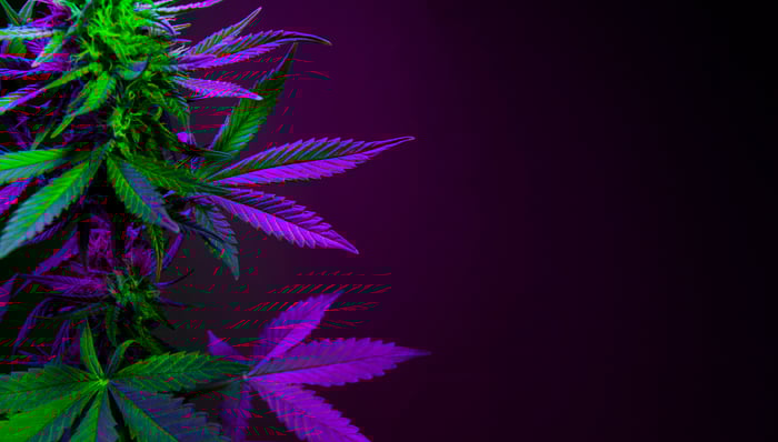 A cannabis plant growing in the dark.