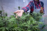 A cannabis marijuana grower