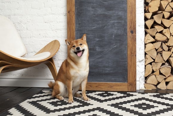 A Shiba Inu dog sitting in front of a blank chalkboard.