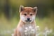 shiba inu11