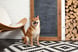 A Shiba Inu dog sitting in front of a blank chalk board