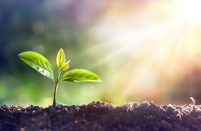 seedling growing in soil.