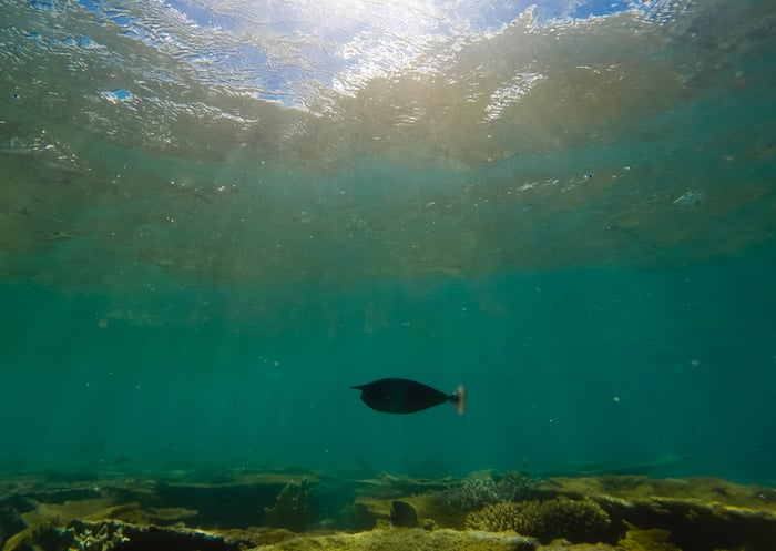 A fish swims in the sea.