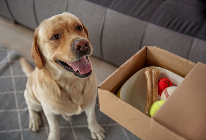 A dog sits next to a cardboard box with pet supplies inside. 