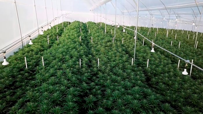 Rows of cannabis.