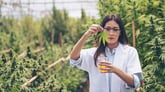 Doctor working inside cannabis cultivation facility