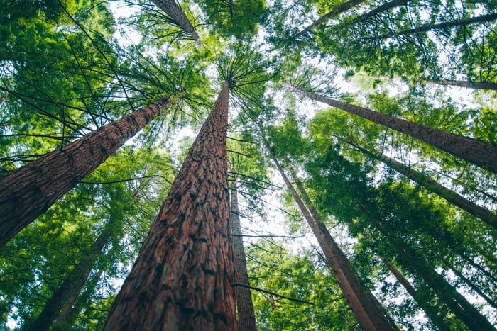 Looking up the trunks of tall redwood trees.