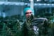 Person in lab gear working with marijuana plants