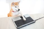 Shiba Inu dog using a PC