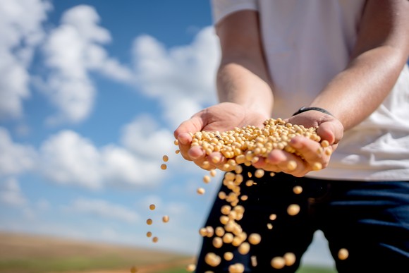 Soybeans falling through a person's hands outside.