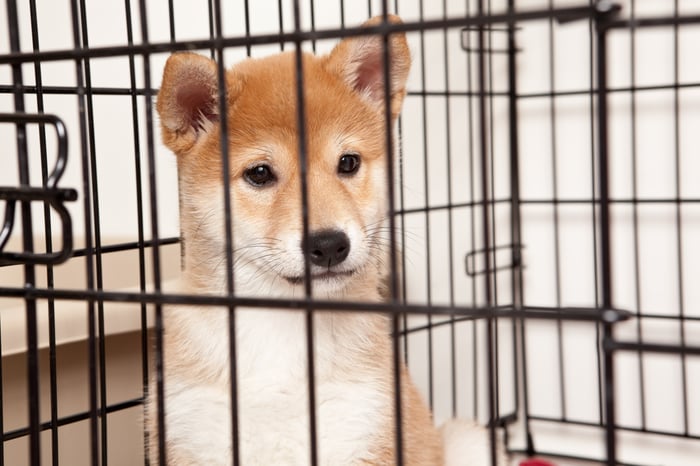 A Shiba Inu puppy sitting inside a cage.