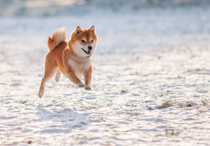 Shiba Inu dog running in sand.