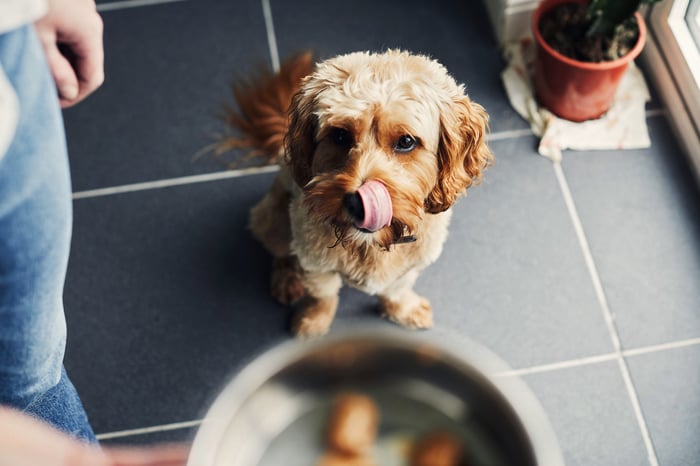 A dog licking its lips at a bowl of food.