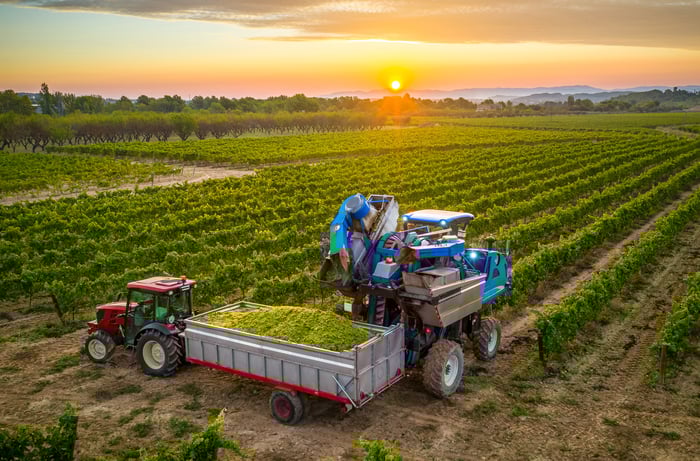 A grape harvester depositing into a truck.