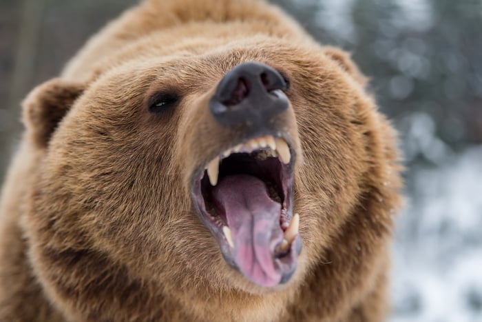 Bear roaring.