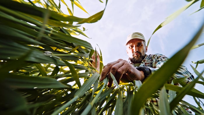 Farmer looking down at high grass in agricultural field. 