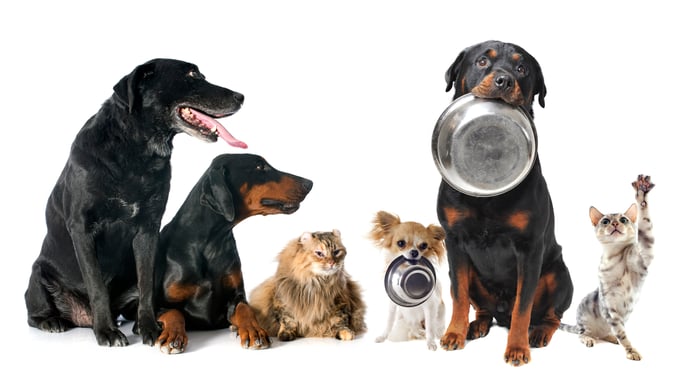 A group of dogs and cats waiting to be fed.