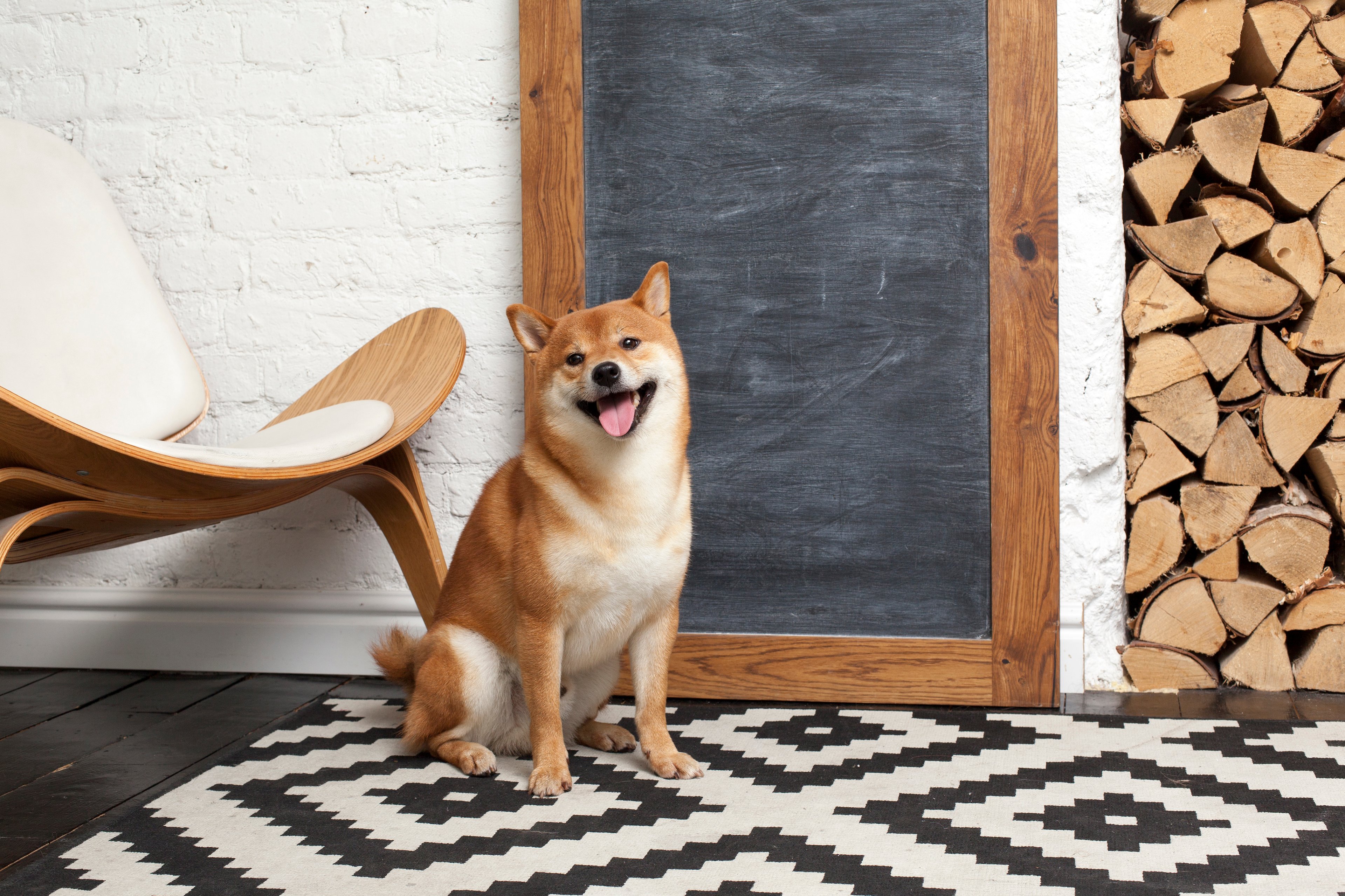A Shiba Inu dog sitting in front of a blank chalk board
