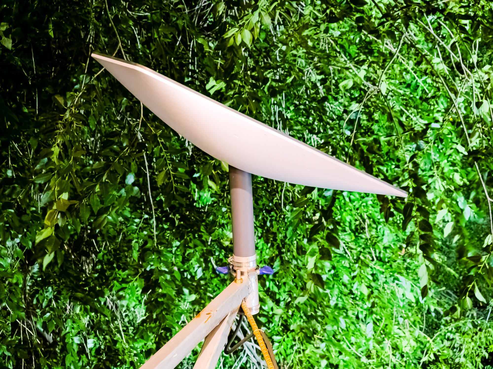 Starlink satellite dish set up against verdant green in a jungle