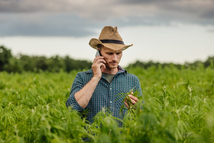 A cannabis farmer making a phone call reviewing the crop.