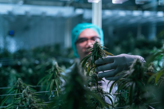 Person in lab gear working with marijuana plants.