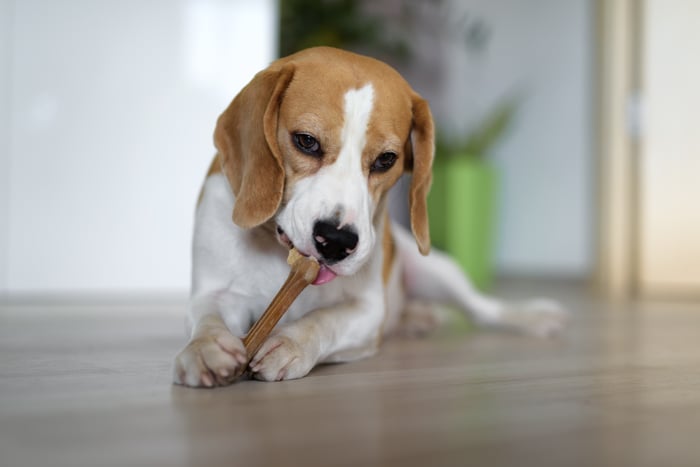 A dog licking a chew toy.