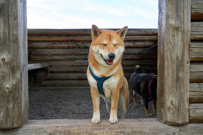 Shiba Inu dog in a shed.