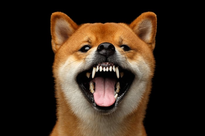 Shiba Inu dog snarling.