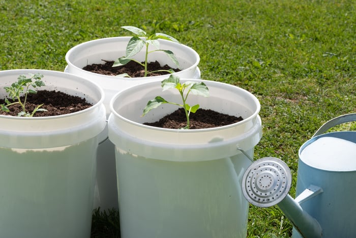 Plastic buckets are used to begin growing plant sprouts.