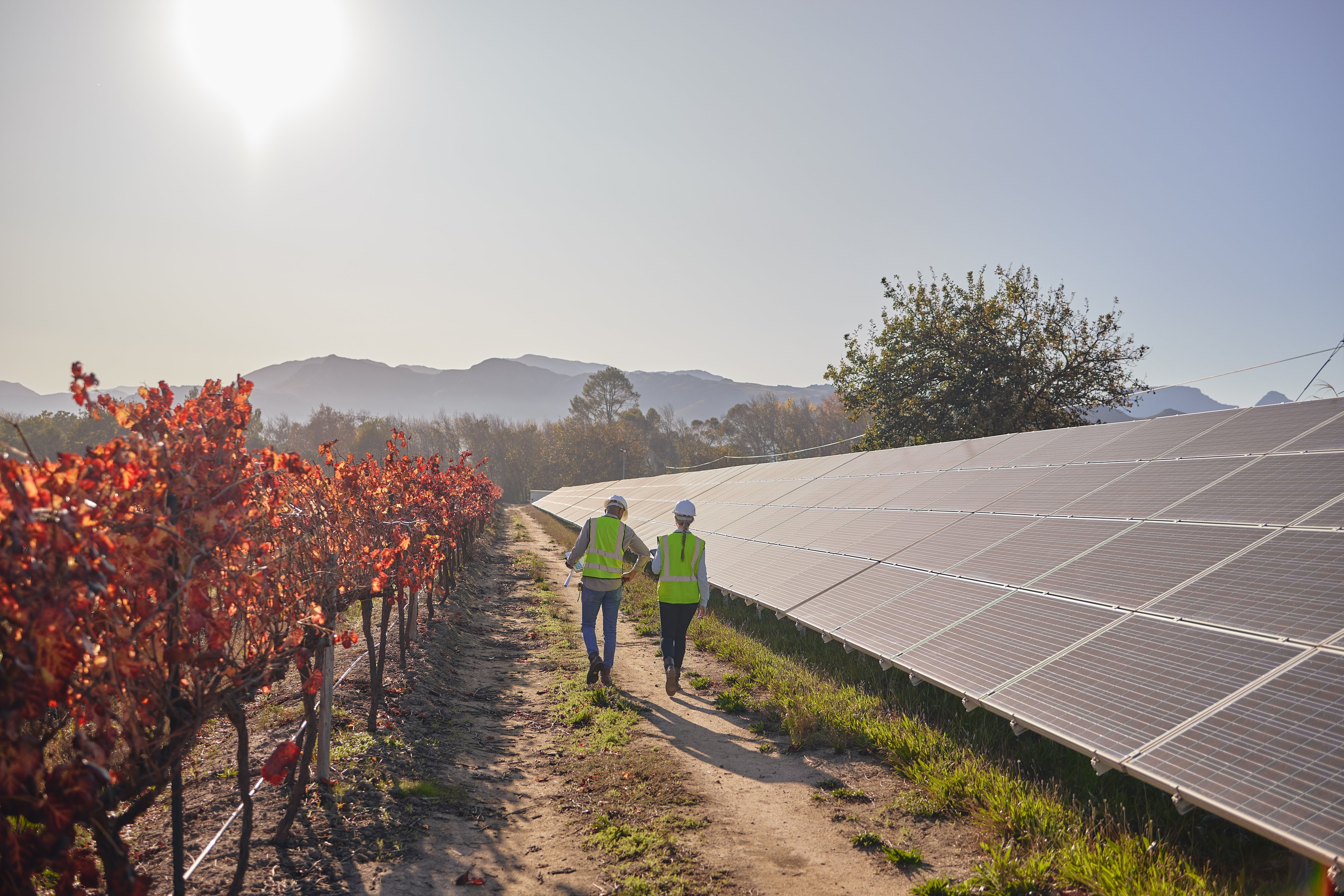 two engineers walk down a dirt path alongside solar panels getty