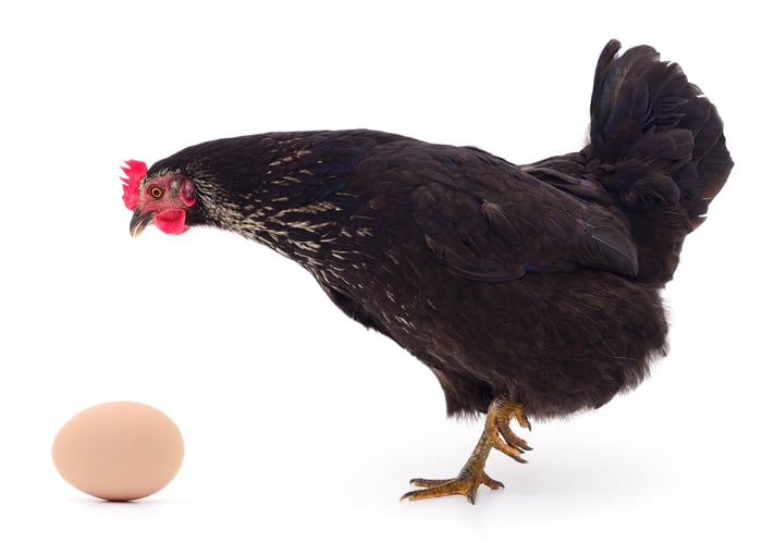 Surprised chicken examines an egg.
