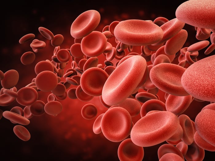 Red blood cells. 