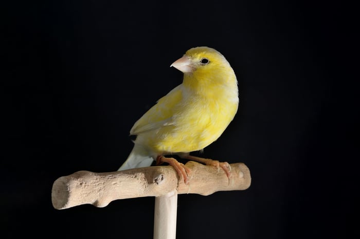 A canary is sitting on a perch.