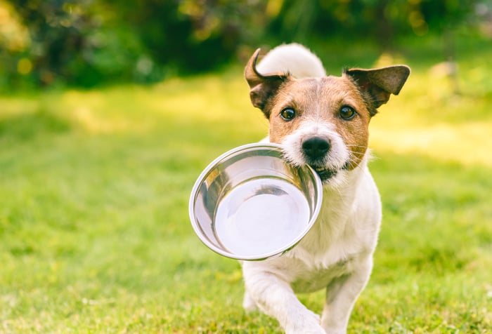 A dog carries a bowl.