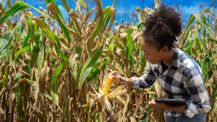 Woman with tablet inspecting crops. 