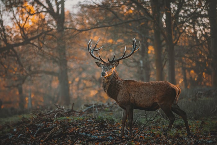 A male deer in the woods during daylight hours.