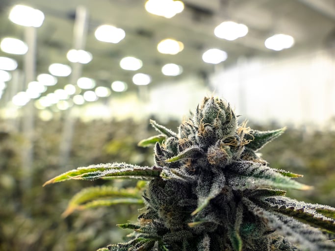 Cannabis Commercial Weed Bud Grown on Plant Under Warehouse Lights Getty