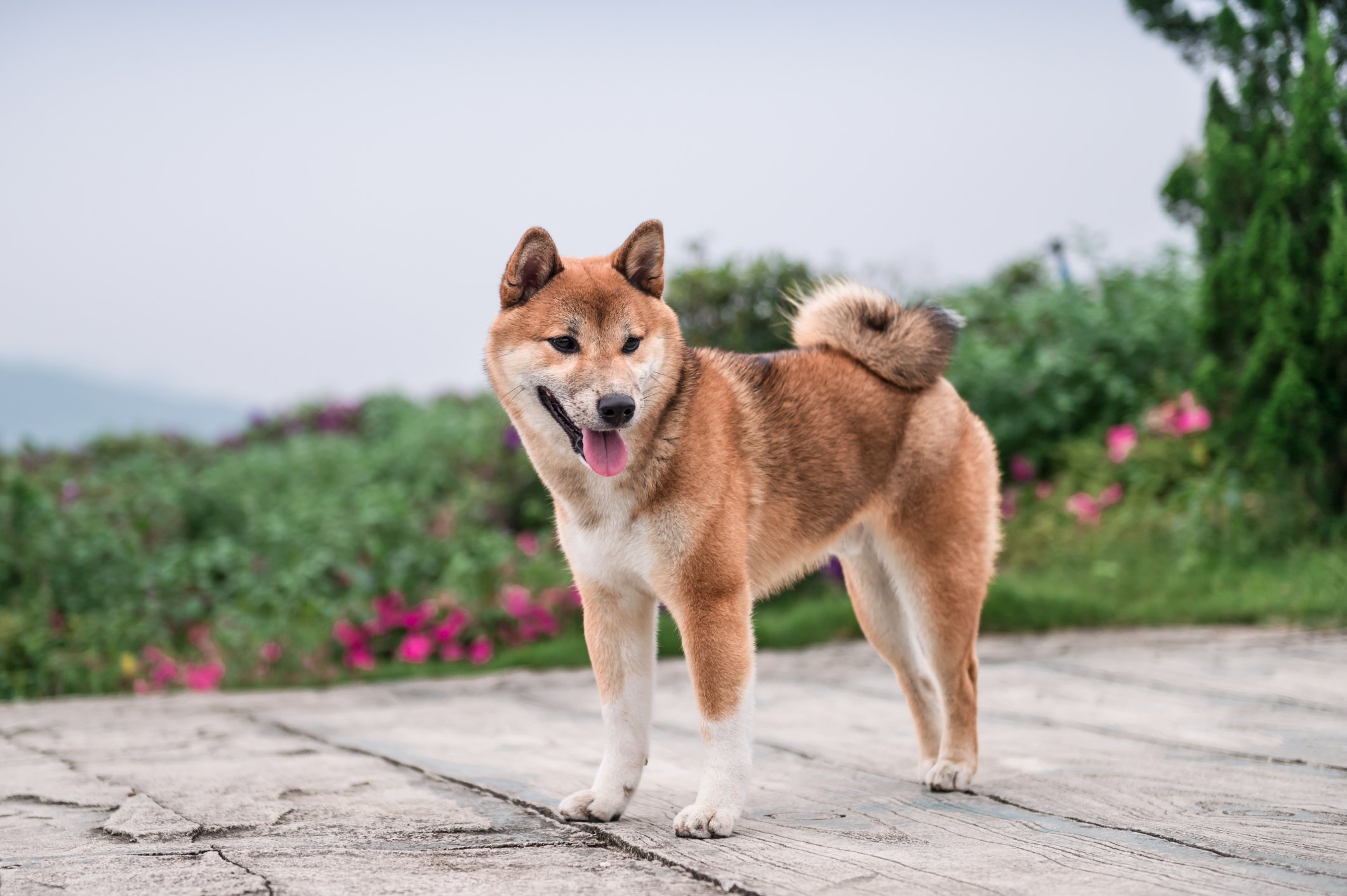 Dogecoin dog in grass