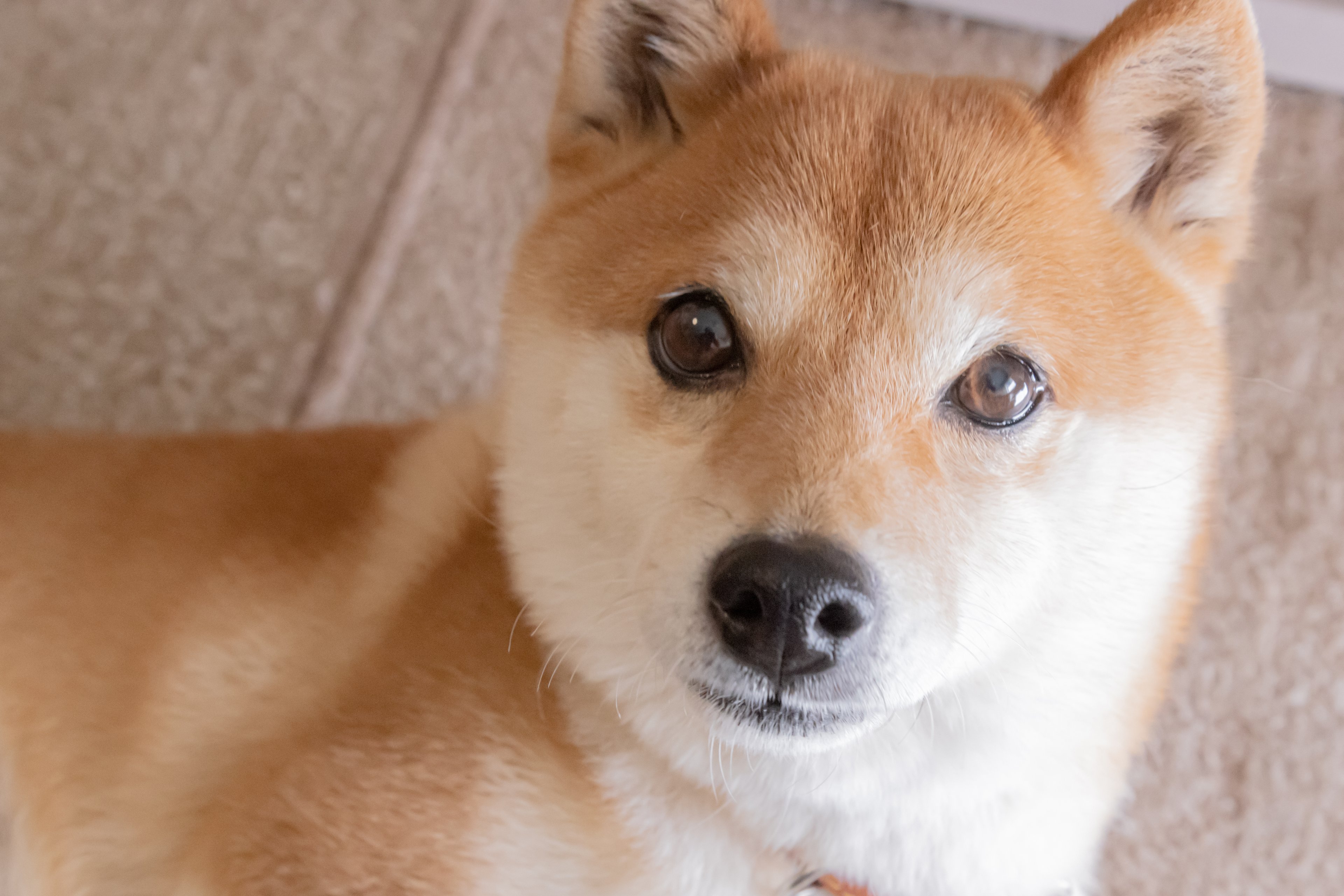 DOGE dog