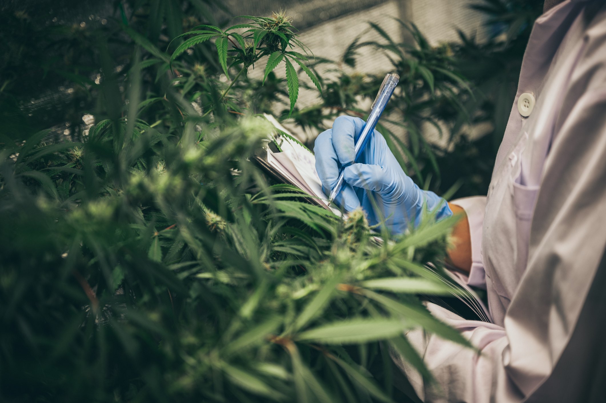 cannabisstory
