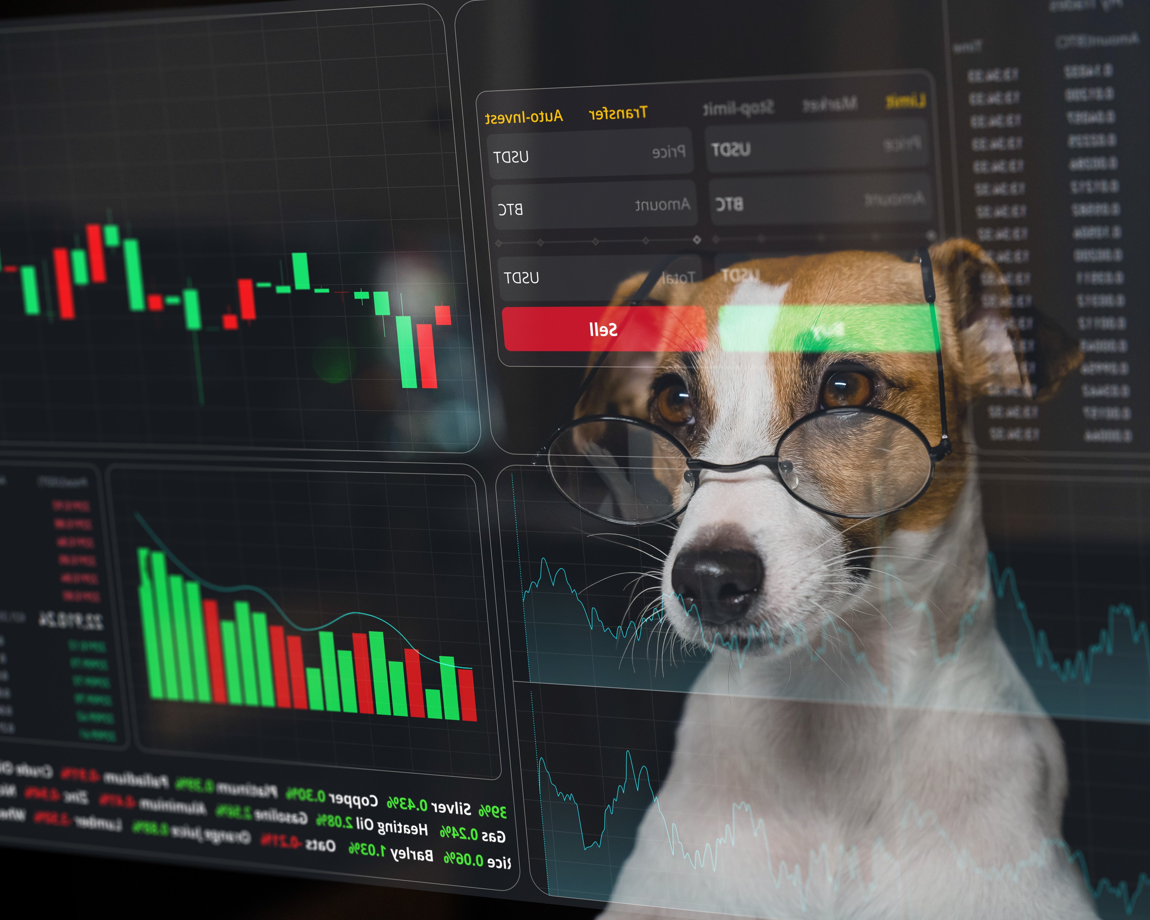 dog looks at stock charts