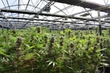 Cannabis greenhouse.