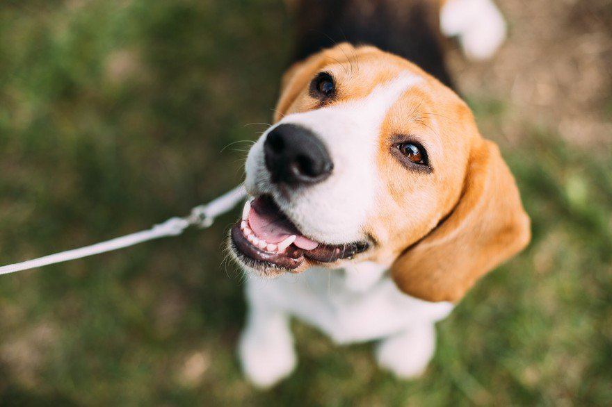 An English Beagle looking up