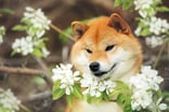 shiba_inu_behind_flowers