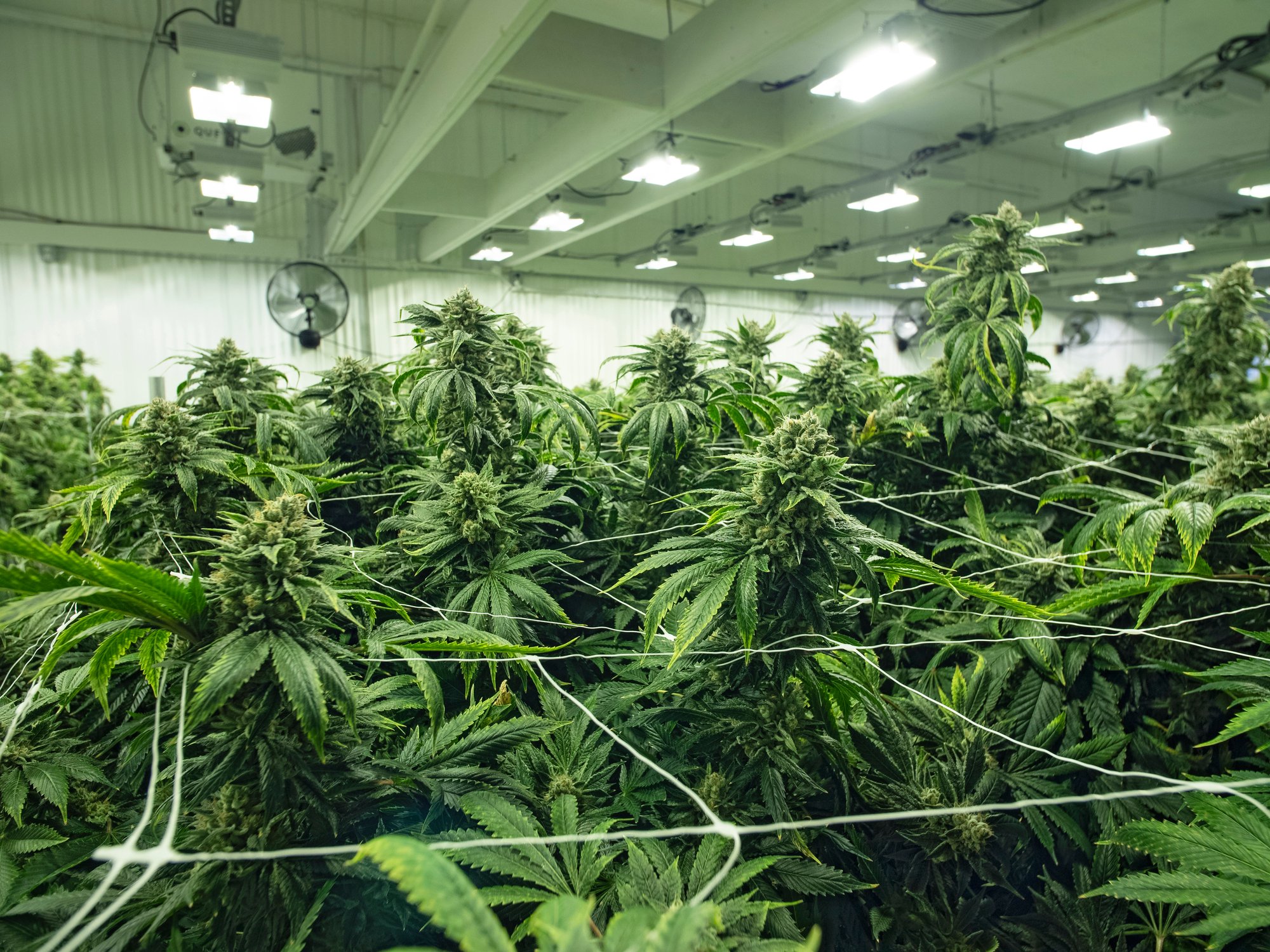 Flowering cannabis plants growing in an indoor cultivation farm.