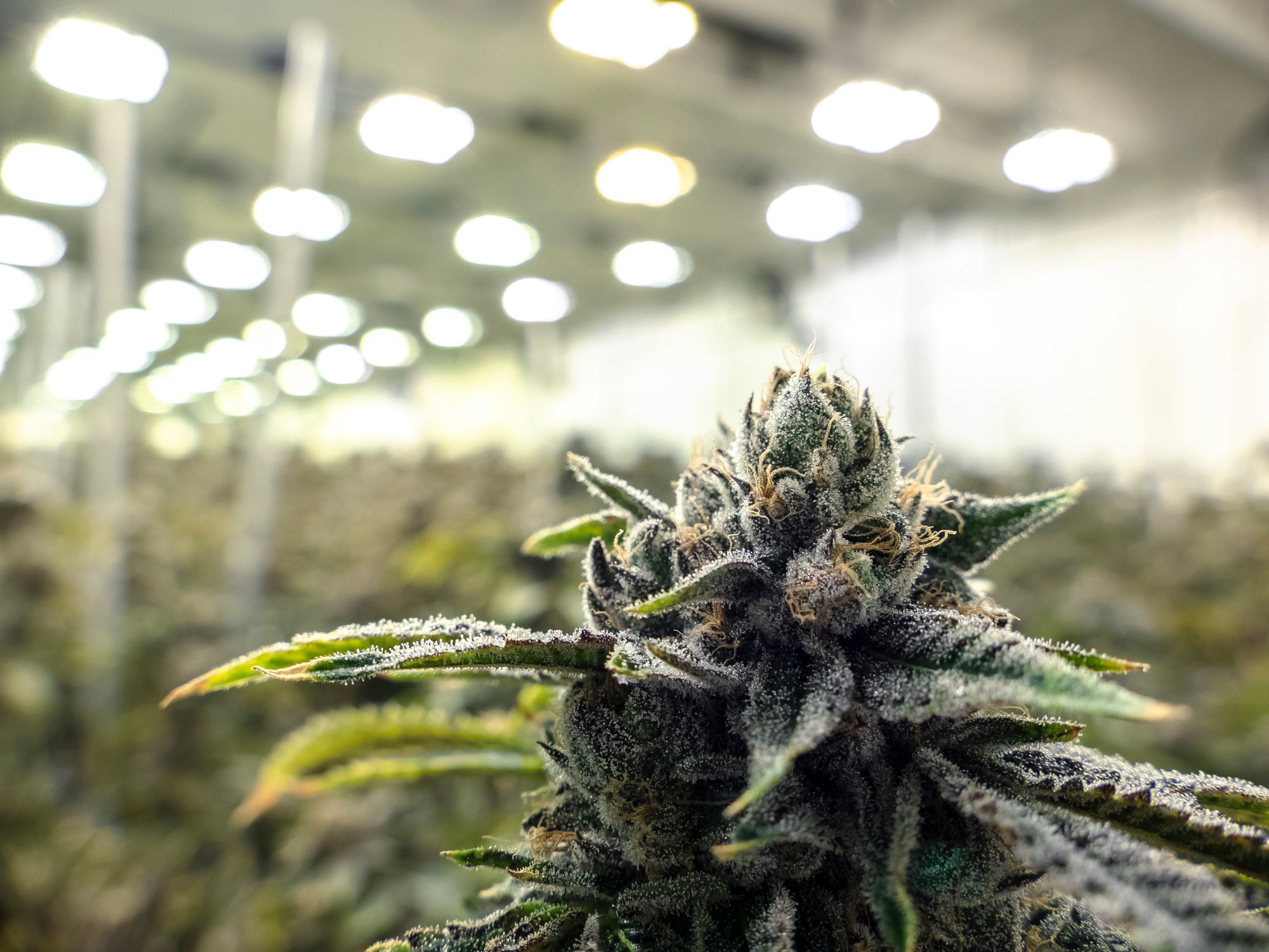 An up-close view of a flowering cannabis plant growing in a large indoor cultivation farm
