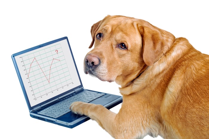 Dog with laptop.